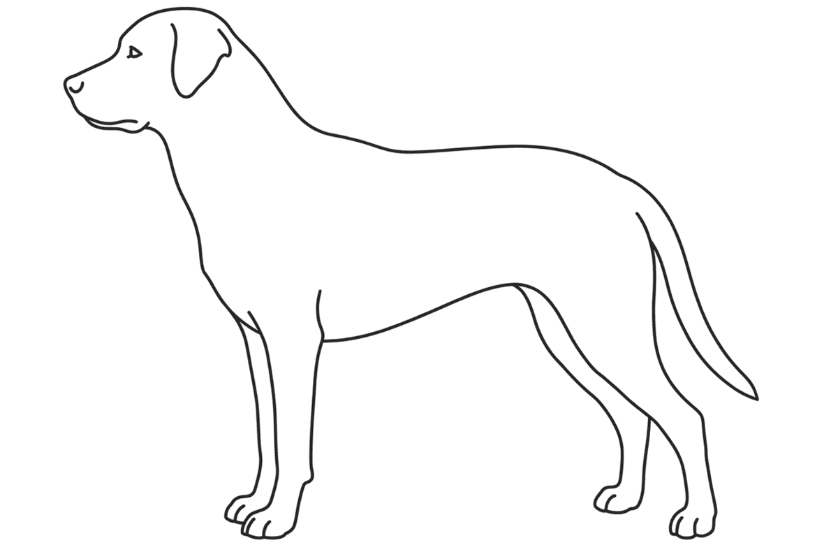 Owl's anatomy canvas — a canine body diagram with finding markers placed on it.